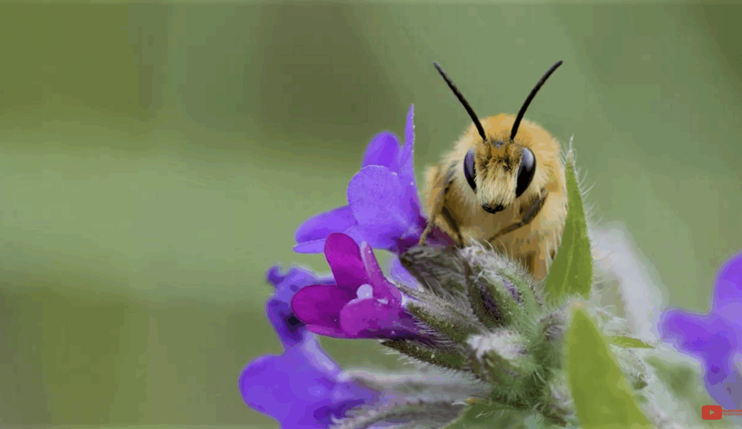 New videos introduce high school students to nature monitoring