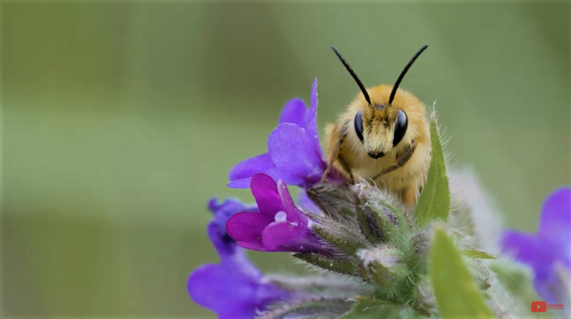 New videos introduce high school students to nature monitoring