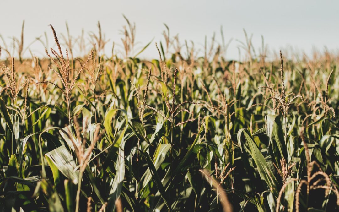 How do we make room for biodiversity?