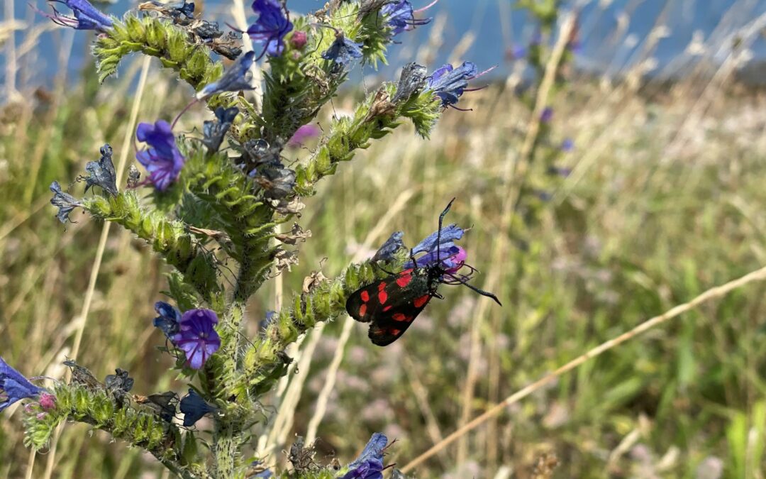 The biodiversity crisis also affects businesses