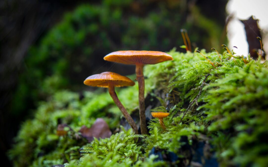 33 projekter lanceret om overvågning af biodiversitet