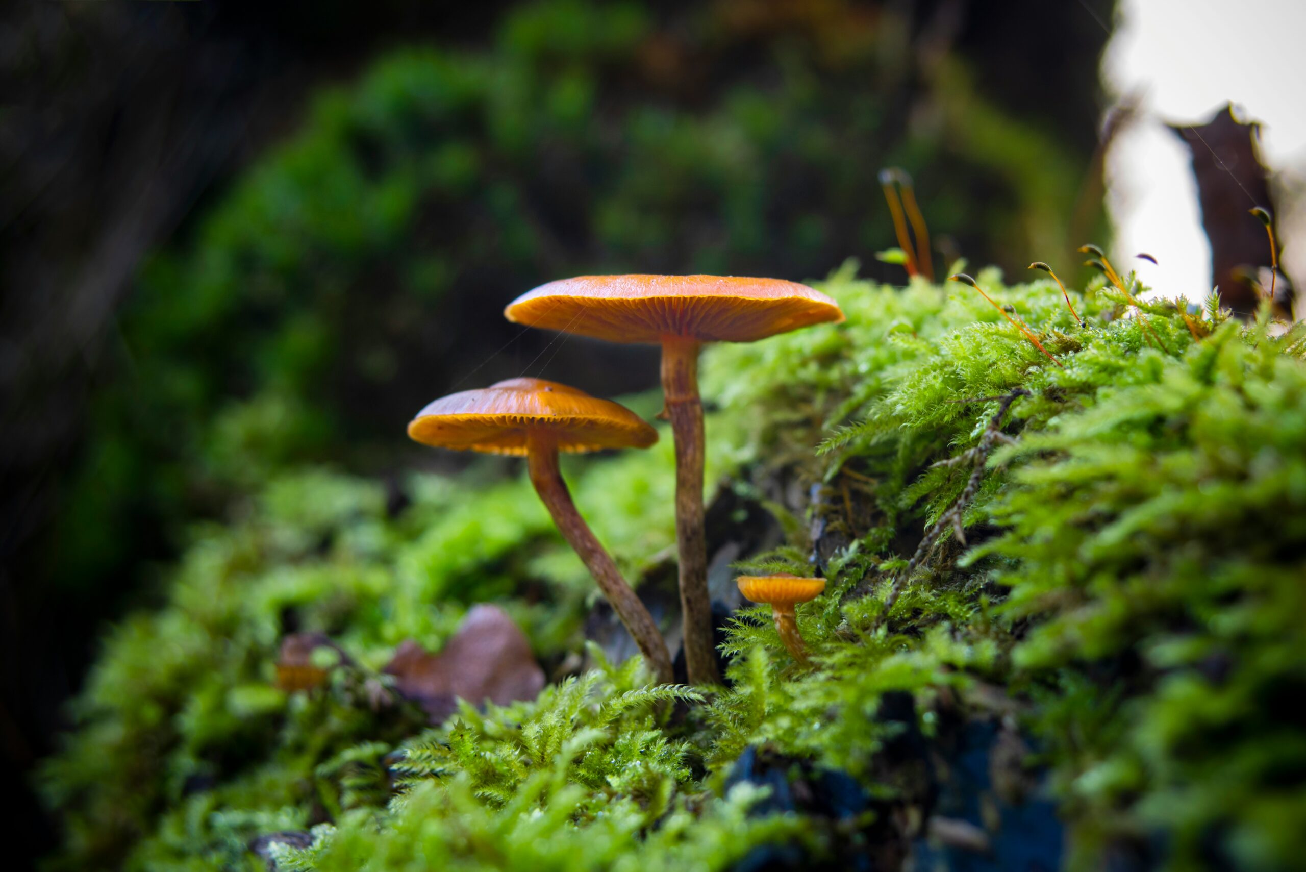 33 projekter lanceret om overvågning af biodiversitet 33 projekter lanceret om overvågning af biodiversitet