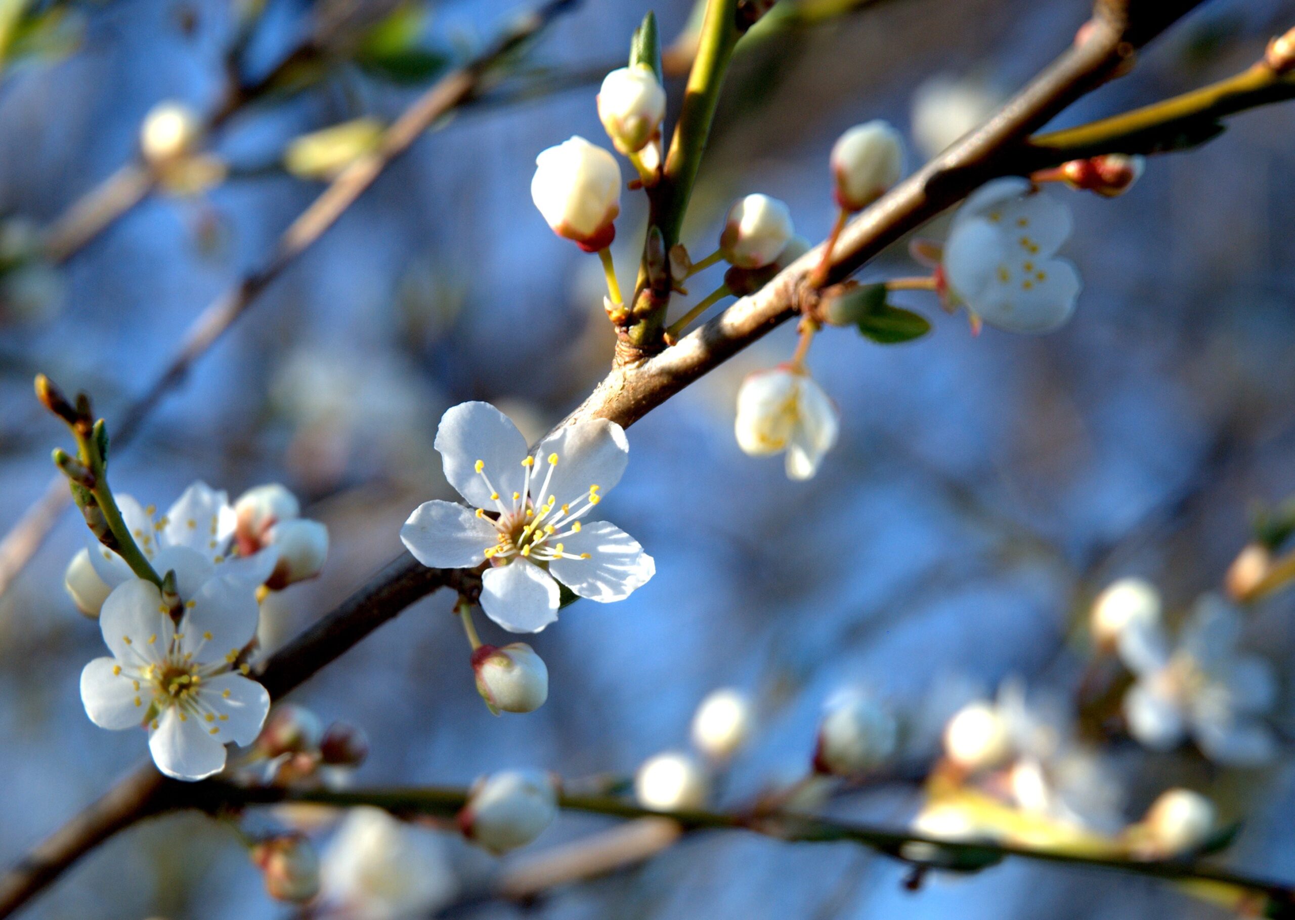 Updated teaching guides on the biodiversity crisis are on the way