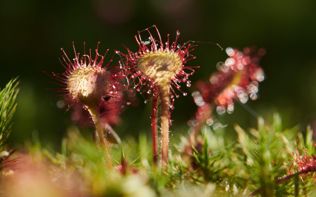 Record-High Success Rate for Denmark in Biodiversity Projects on Nature-Based Solutions