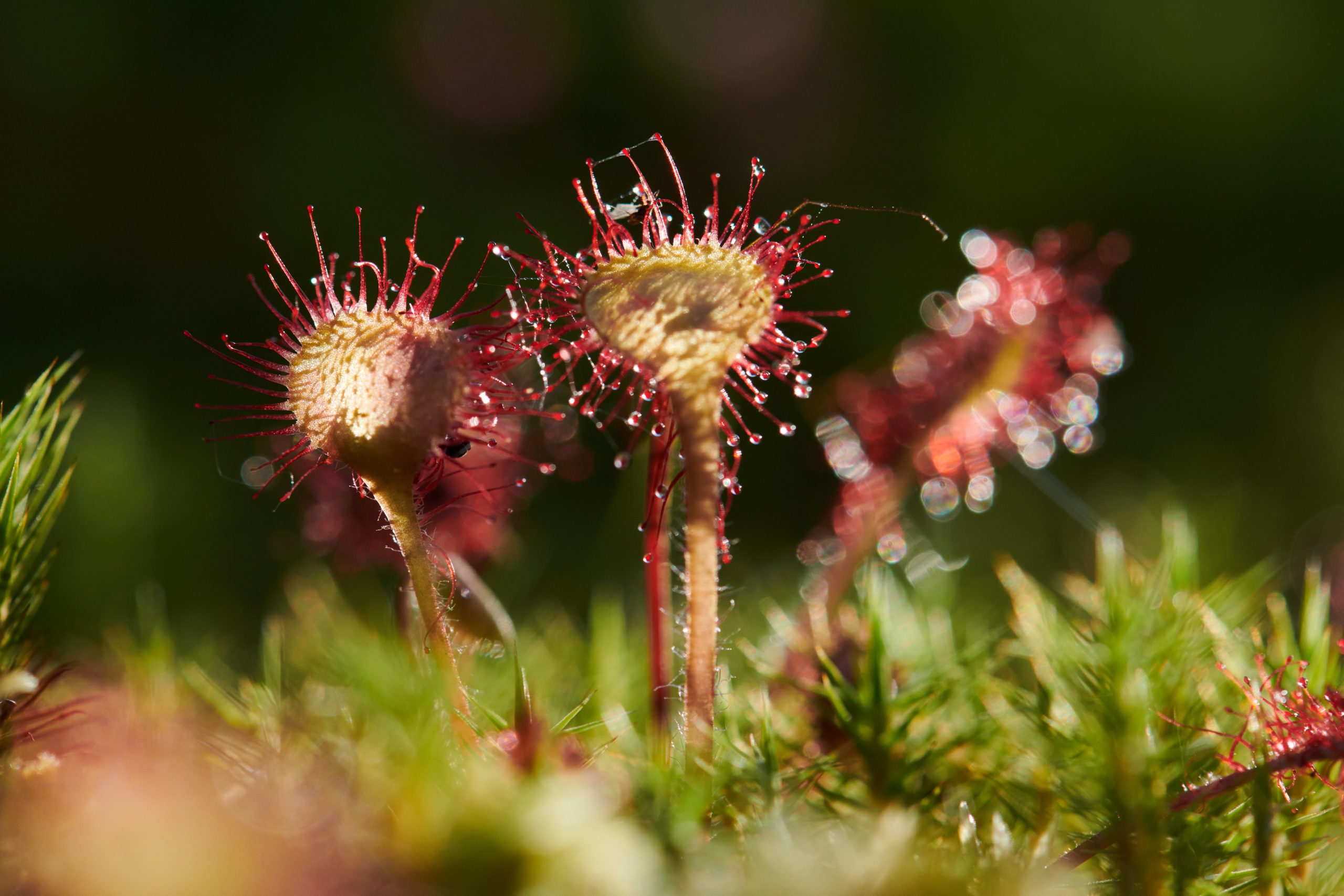 Record-High Success Rate for Denmark in Biodiversity Projects on Nature-Based Solutions