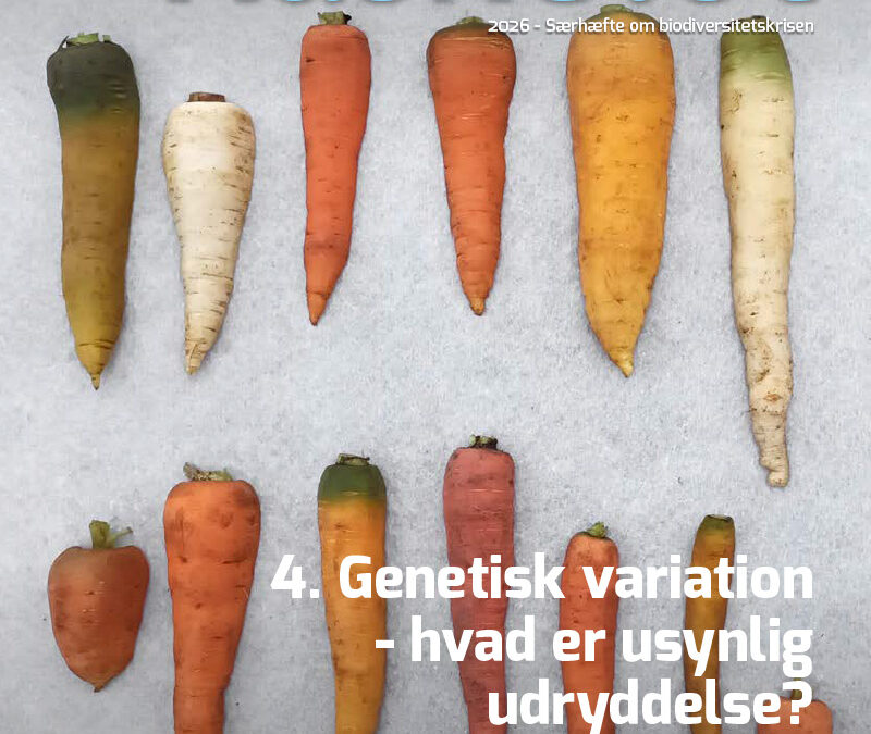 4-Artikel Kaskelot Særnummer: Genetisk variation – hvad er usynlig udryddelse?