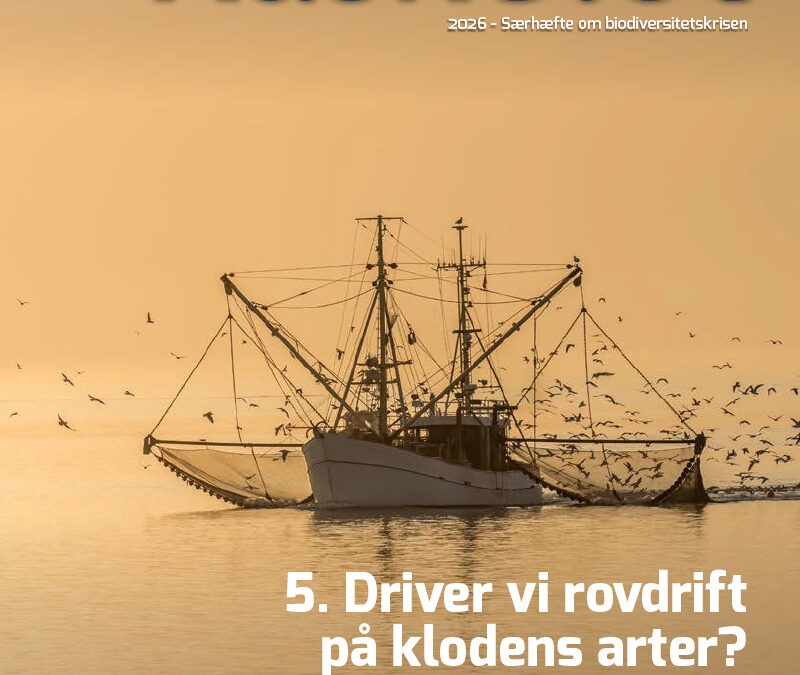5-Artikel Kaskelot Særnummer: Driver vi rovdrift på klodens arter?