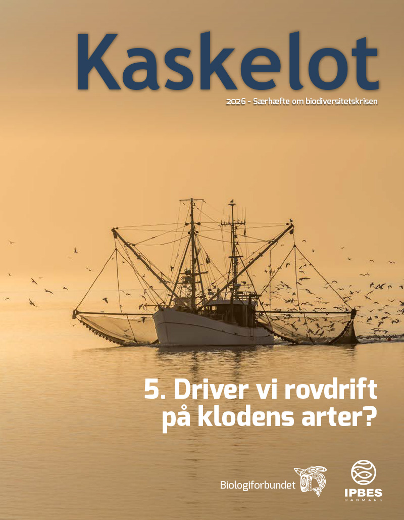5-Artikel Kaskelot Særnummer: Driver vi rovdrift på klodens arter?