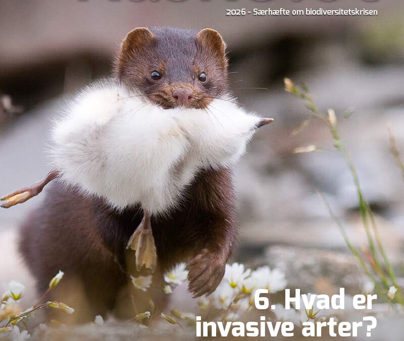 6-Artikel Kaskelot Særnummer: Hvad er invasive arter?