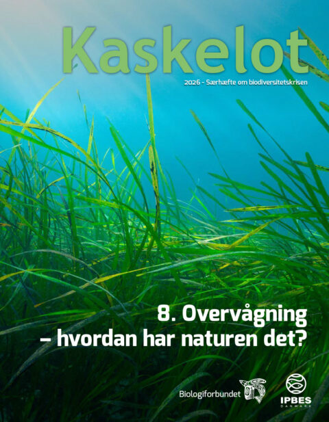 8-Artikel Kaskelot Særnummer: Overvågning – hvordan har naturen det?