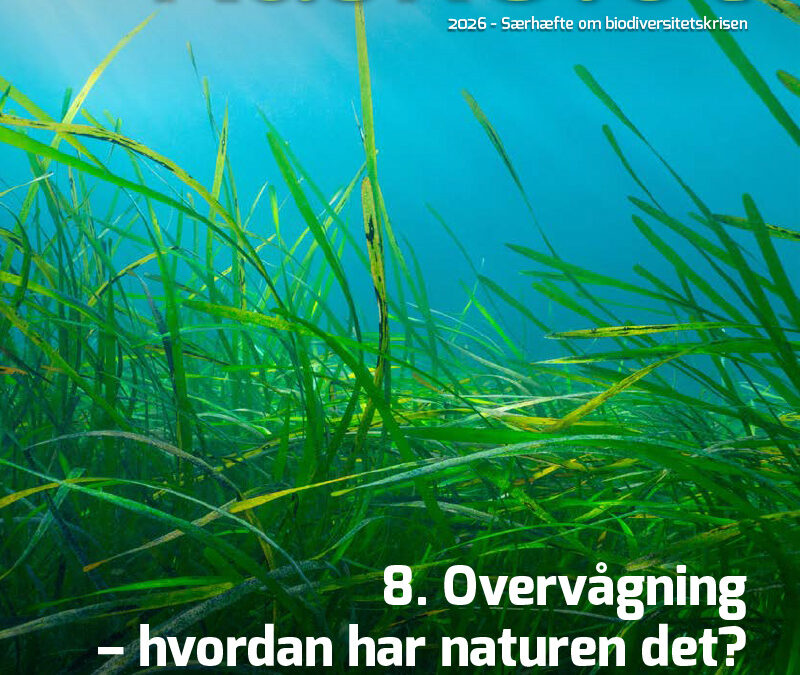 8-Artikel Kaskelot Særnummer: Overvågning – hvordan har naturen det?